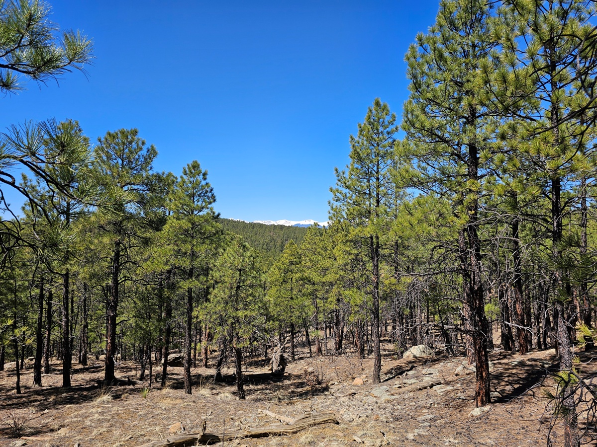 Old Cimarron Ranch 40 Acres | Spanish Peaks Land Company